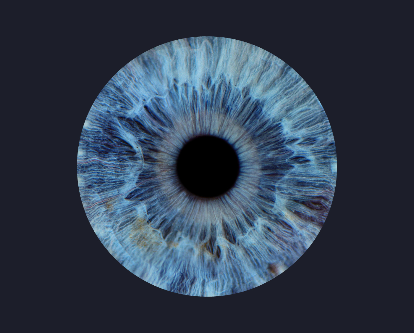 Blue Iris (Regulatory)