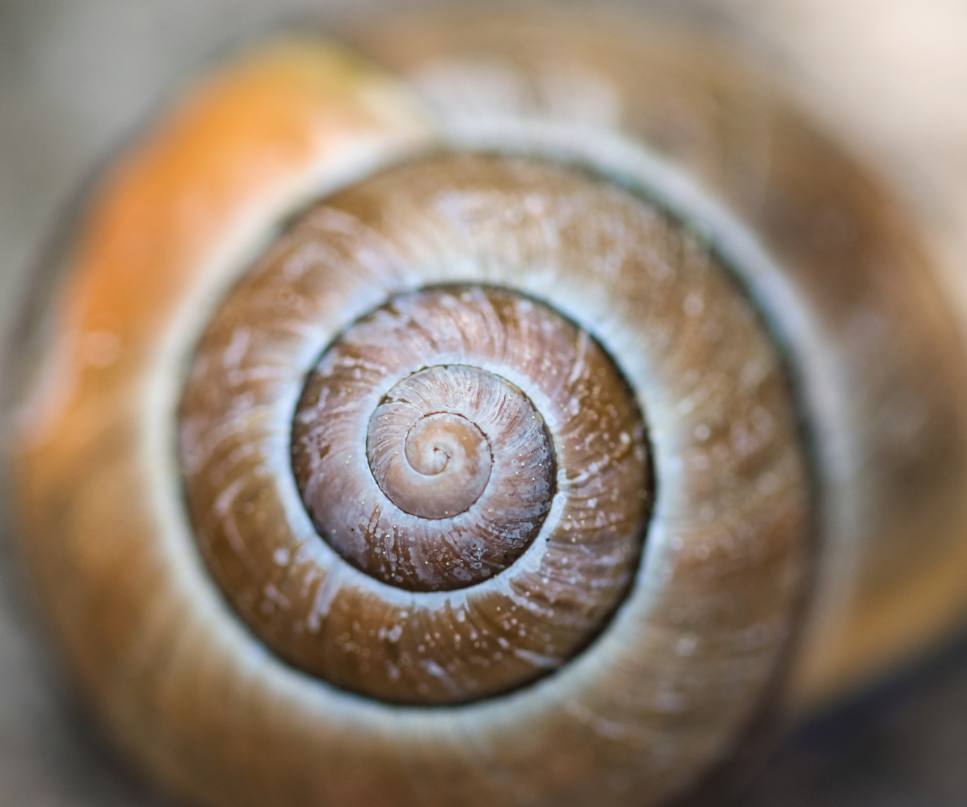 Snail shell zoomed in