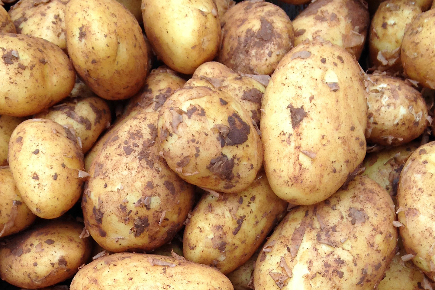 close up of muddy Jersey Royal potatoes