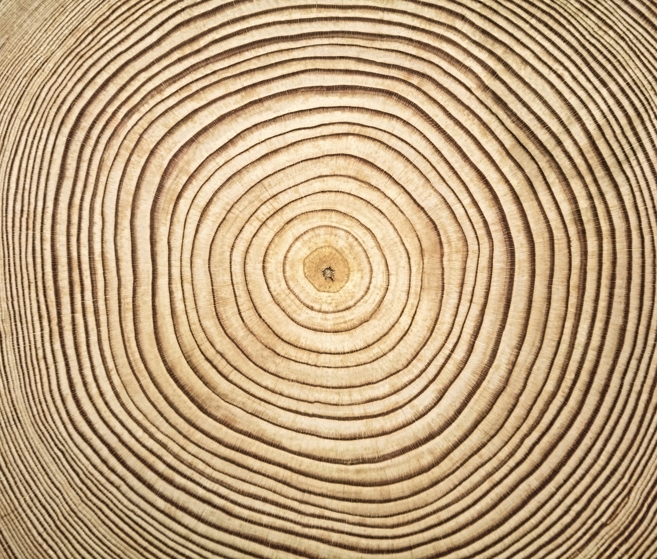 Tree rings in a stump